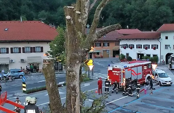 Polovica divjega kostanja je bila še živa, opozarjajo nasprotniki odstranitve