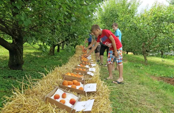 Marelic je bilo dovolj tudi za marmelado