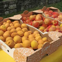 Marelic je bilo dovolj tudi za marmelado
