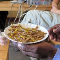 Kobilice veljajo za specialiteto. Recept je preprost: kobilici odstraniš krila in noge ter jo vržeš na vročo ploščo. Olja ni potrebno dodajati, ker so kobilice že tako mastne.