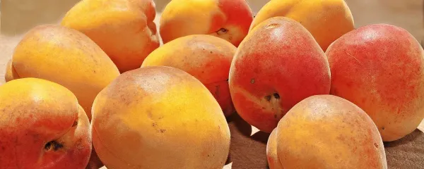 Sorto marelic debeli flokar gojijo le še v Goriških brdih