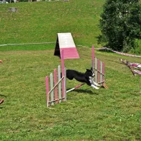 Agility je ena redkih kinoloških športnih disciplin, v kateri lahko sodelujejo  tako rodovniški psi  kot mešanci