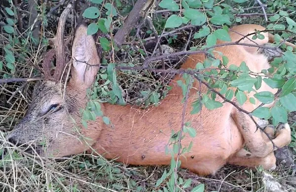 V  zanko se je ujel in nato v mukah poginil približno poldrugo leto star srnjak