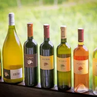 Steklenice vina z murnom in violino