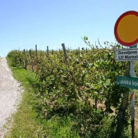 Pot, ki proti Baratalom vodi skozi vinograd Vinakopra iz smeri Laborja Lazar razume kot novo zaroto proti njemu, Kodarin pa kot dobro voljo lovcev, da ne bi vozili Lazarju mimo hiše