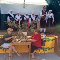  Česen v Istri običajno pobirajo v začetku julija, nato ga spletejo v kite 