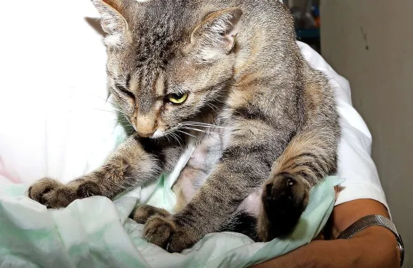 V Veterinarski ambulanti Koper so letos opravili 86 sterilizacij, 44 kastracij, 6 ovariohisterektomij in 26 evtanazij mačk
