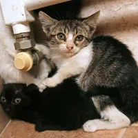 Kdo bo posvojil  mačje mladiče?