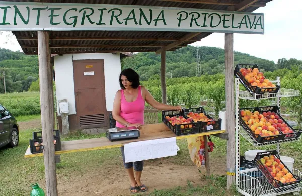 Sonja Furlan na svoji stojnici ob koncu sadovnjaka. Najbolj si želi ponuditi samo zdrave, lepe in okusne breskve. A je ob muhavosti narave ta cilj vse teže dosegati.