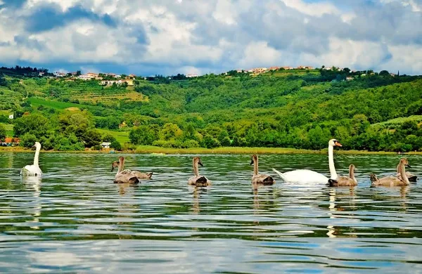 Labodi na Debelem rtiču