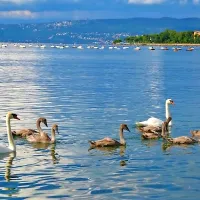 Labodi na Debelem rtiču
