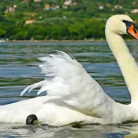 Labodi na Debelem rtiču
