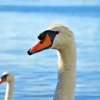 Labodi na Debelem rtiču