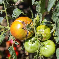 Zaradi obilnega deževja je veliko paradižnikov popokalo