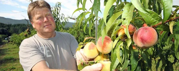 Franc Vodopivec v breskovem nasadu