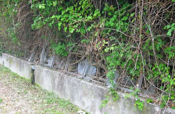  Bujno rastje je povsem preraslo kovinski rastlinjak, ob robu je videti le nekaj razbitih šip