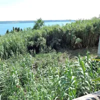 Pogled z balkona Vinka Piška na morje kanel, ki so prerasle nekdanjo vrtnarijo