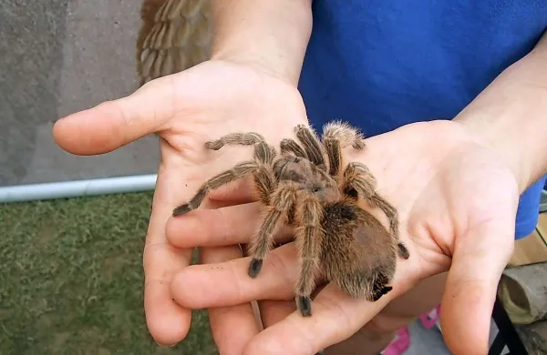 Čilski rožnati pajek je strupen, njegov ugriz pa ni usoden, je pojasnila Nika Leben