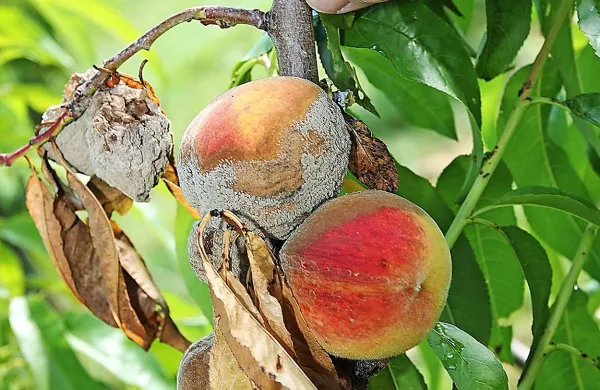 Tako se gniloba širi na zdrave plodove in veje. Pridelovalci, kljub katastrofalni sezoni v nasadih, iščejo in najdejo še zadnje kilograme letošnjih breskev.