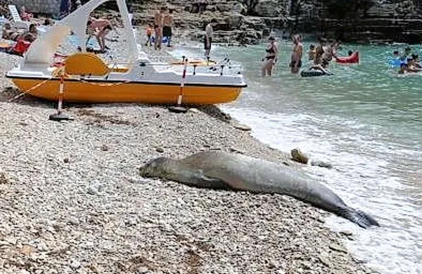 V sredo okoli 15.30 je 56-letni državljan Makedonije v zalivu pri Puli večkrat udaril sredozemsko medvedico, danes poroča Glas Istre