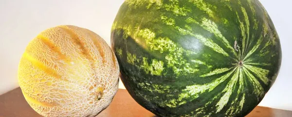 Bolj kot trkanje je pomembno vedeti, da mora biti lubenica lepe lisatsto zelene barve in na enem delu rahlo rumena. Taka lubenica je naravno dozorela. 