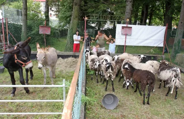 Devet  minut za sedem ovc