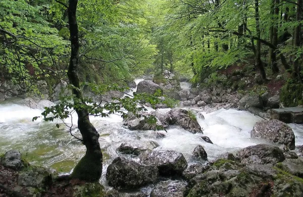 Sava Bohinjka
