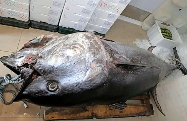 Trojica danskih turistov je ulovila 260-kilogramskega tuna