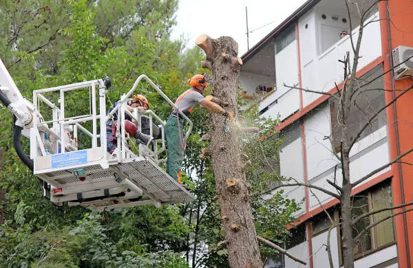 Drevesa po mestu odstranjujejo zaradi varnosti, zagotavljajo odgovorni 
