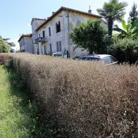  Povsem posušena pušpanova živa meja v bližini Kopra