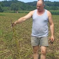 Bogdan Nemec iz Podstenj upa, da bo sonce osušilo zemljo in rešilo krompir pred gnitjem