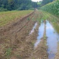 Po nedeljskem deževju voda še vedno stoji na bistrških njivah. Če je ne bo kmalu posušilo sonce, se pozni sorti krompirja ne obeta nič dobrega