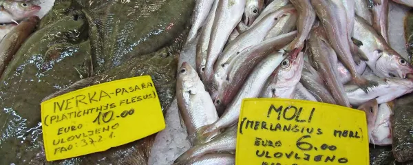 Moli v ribarnici: slovensko ime, latinsko ime, ulovljeni v Jadranskem morju