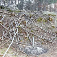 Slovenija je četrta najbolj gozdnata država v Evropi, les, ki je najbolj razširjena surovina za bio oglje, je njeno narodno bogastvo