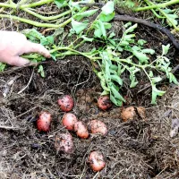 Ob dodatku bio oglja zemlji so rastline bolj zdrave in obilnejše rasti