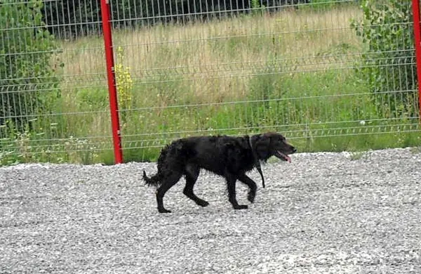  Policisti  lastnika napadalnega psa še iščejo