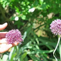 Lepi luk je spomladi lahko nadomešča čebulo, poleti pa s cvetovi lahko izboljšamo paradižnikovo solato
