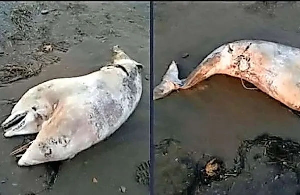Dvoglavi delfin na turški obali