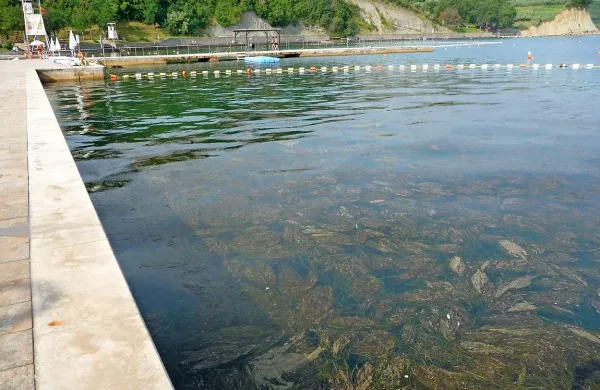 Sluz se na površju pomeša s travo