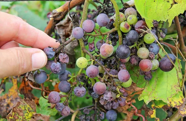 Gnitju grozdja je botrovala obilna vlaga