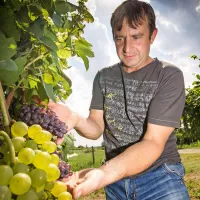 Tem grozdom v vinogradu Tomaža Prinčiča v  Brdih je gniloba prizanesla. Tudi zato, ker je s trt pravočasno počistil liste in grozdom omogočil, da “zadihajo”.