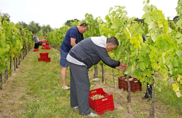 V Vinogradih Bruna Zara (na fotografiji v sredini) so predvčerajšnjim trgali istrsko belino (biancchiero), ki jo bodo predelali v peneče vino