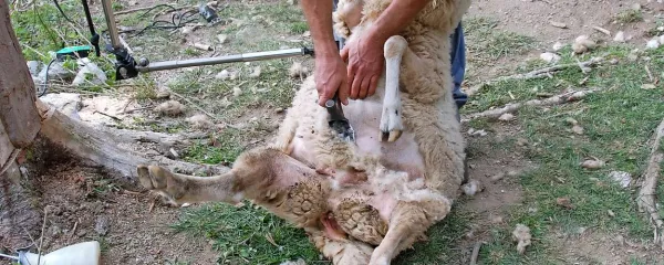 Striženje ovac je zahtevno opravilo
