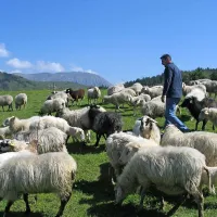 Idilična slika s pašnika v Dolenji vasi pred leti 