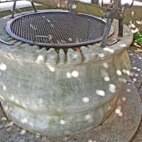 Štirna Staršinovih iz Cola se na kamnitem obodu - šapi -  ponaša s častitljivim vklesanim napisom v bogoričici: Anton, Iuri, Marija, Anton  Gushtin so ga sturli napravt leta 1818 na 29. maja