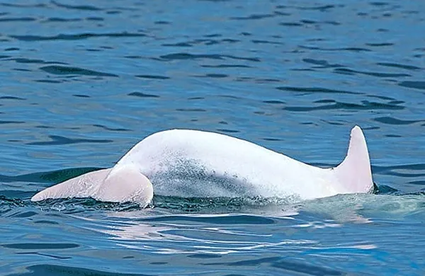 Aktivisti hrvaške nevladne organizacije Plavi svijet so na svoji spletni strani objavili fotografijo albino delfina. Trdijo, da gre za prvega albino delfina ne samo v Jadranskem morju, temveč v celotnem Sredozemskemu morju.