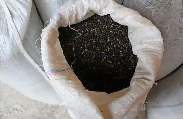 Hrvaška policija je v ponedeljek zvečer na območju Broda na Kolpi nedaleč od meje s Slovenijo prijela 67-letnega slovenskega državljana, ki je v prikolici peljal več kot 600 kilogramov brinovih jagod