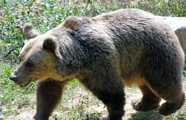 Ukrajinec je s kombijem na prehitevalnem pasu trčil v medveda, težkega približno 250 kilogramov
