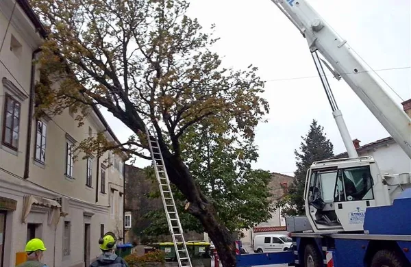 Burja je zlomila  kostanj