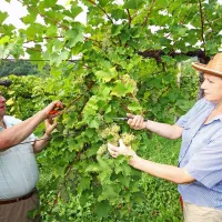 Boris in Maruška Gašparin na trgatvi grozdja za njihove penine